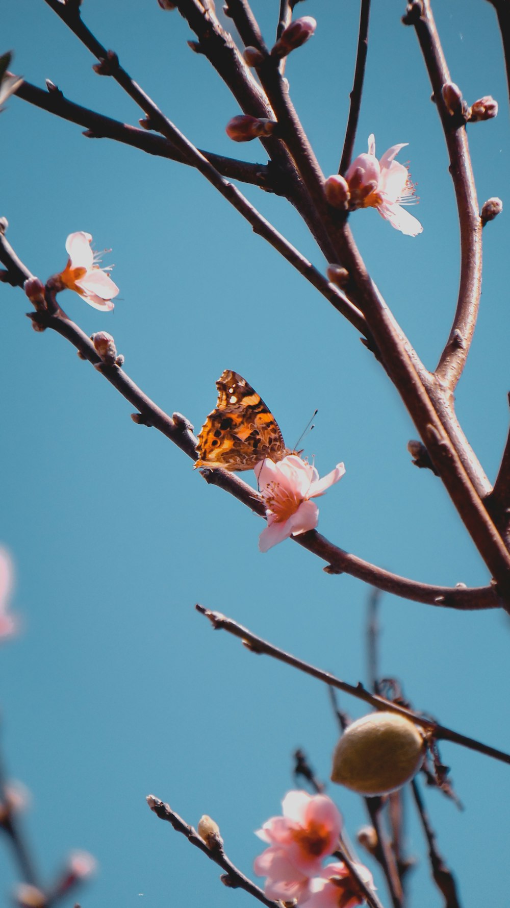 brown and black butterfly on pink flower during daytime