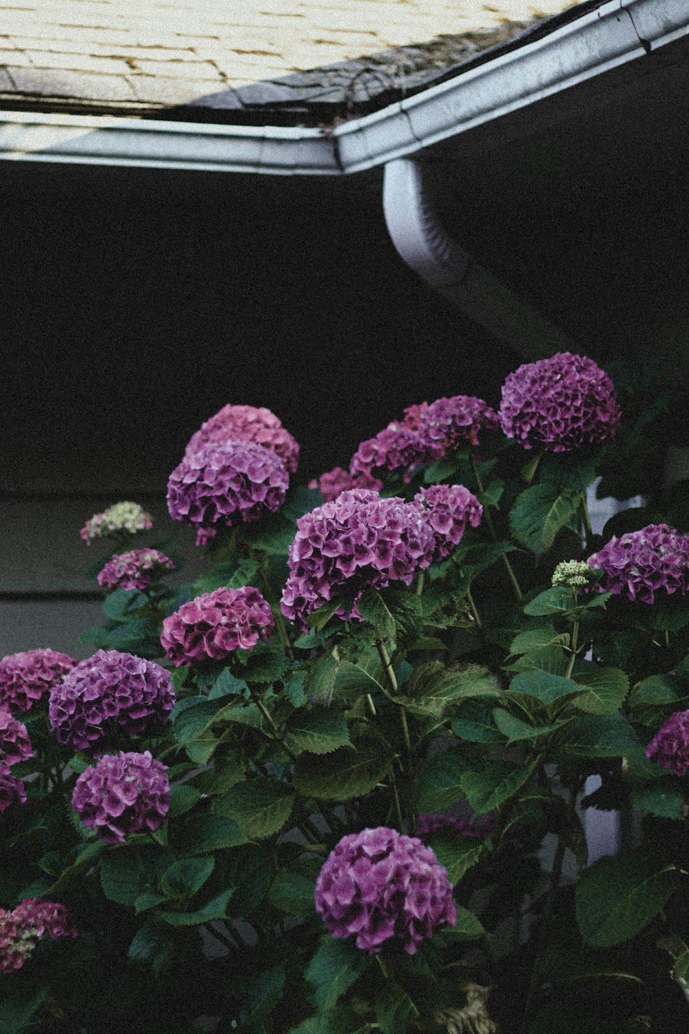 purple flowers with green leaves