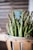 green plant on white ceramic bowl