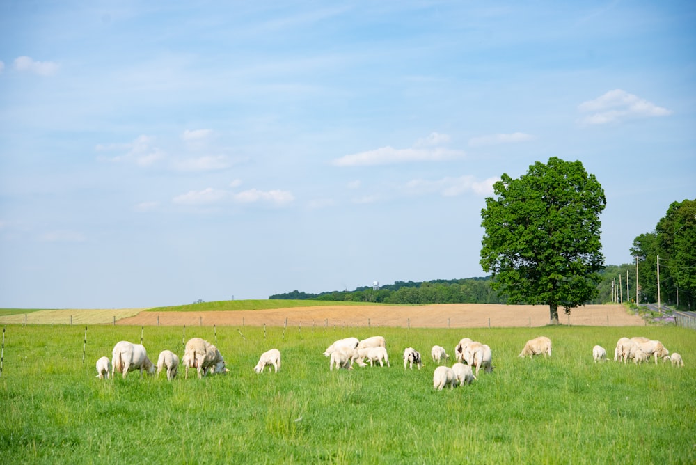 herd of sheep on green grass field during daytime