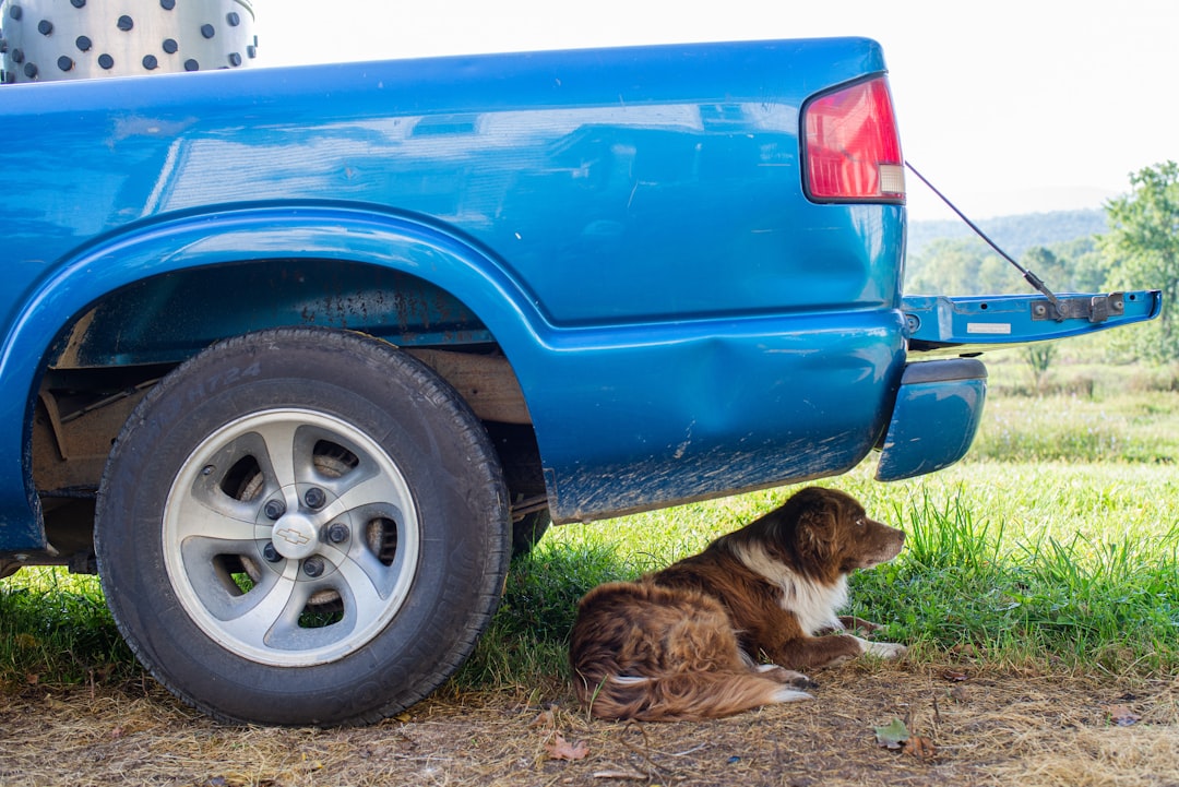 brown and white cat lying on blue car