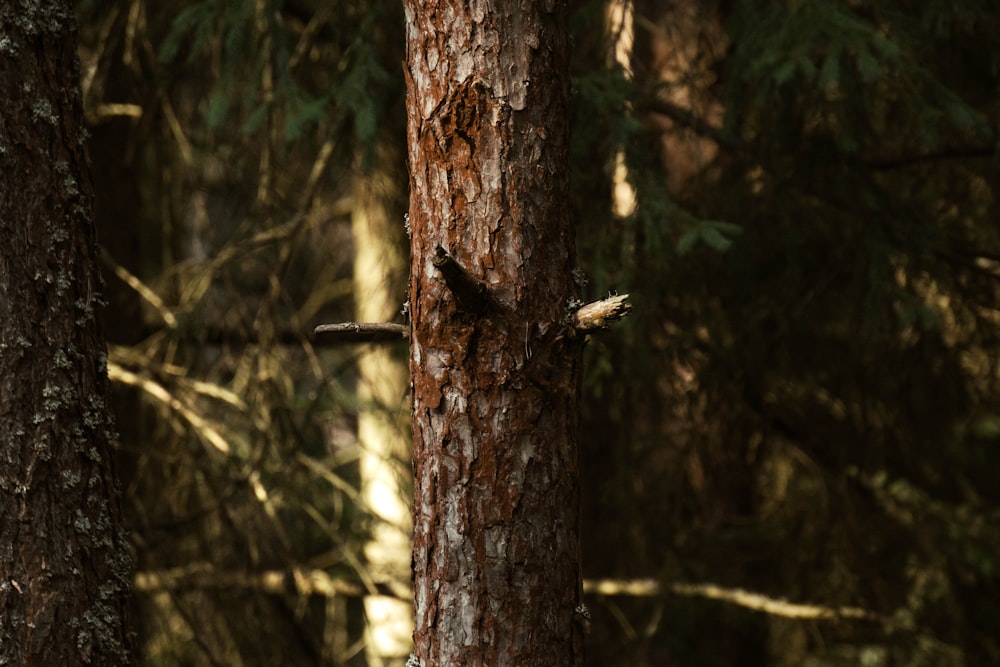 brown tree trunk in tilt shift lens