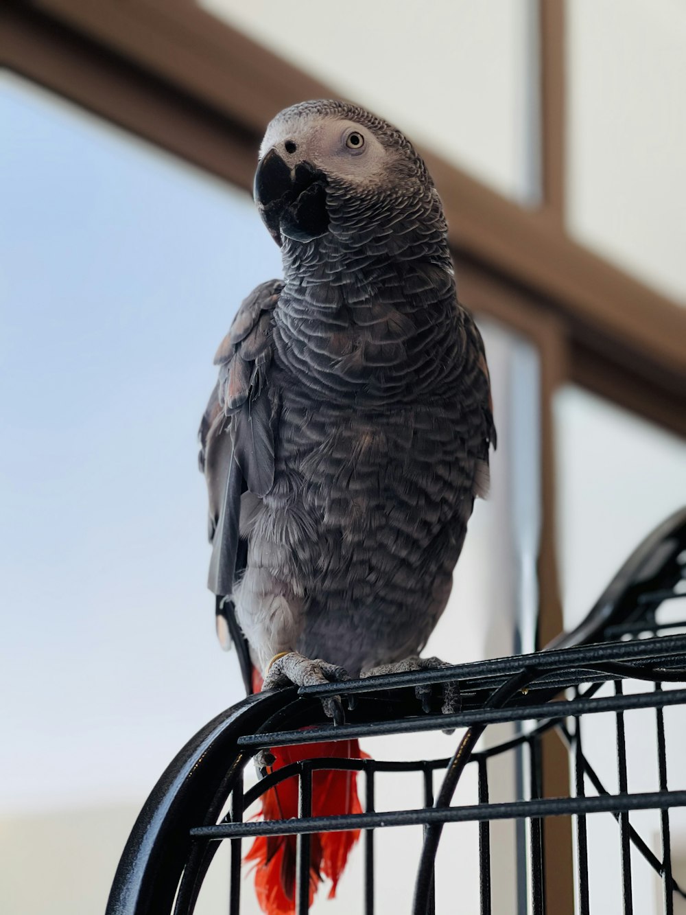 黒い金属製のケージに灰色と黒の鳥