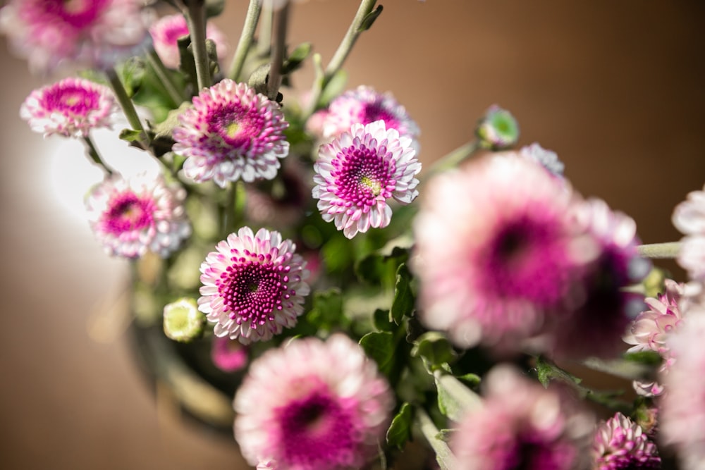 purple and white flowers in tilt shift lens