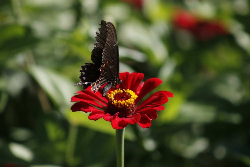Foto mariposa blanca y negra en flor roja – Imagen Polen gratis en Unsplash