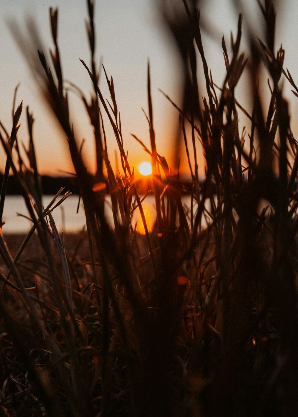 brown grass near body of water during sunset