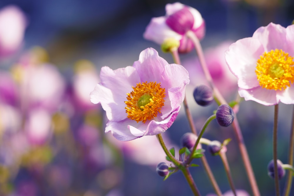 pink and white flower in tilt shift lens