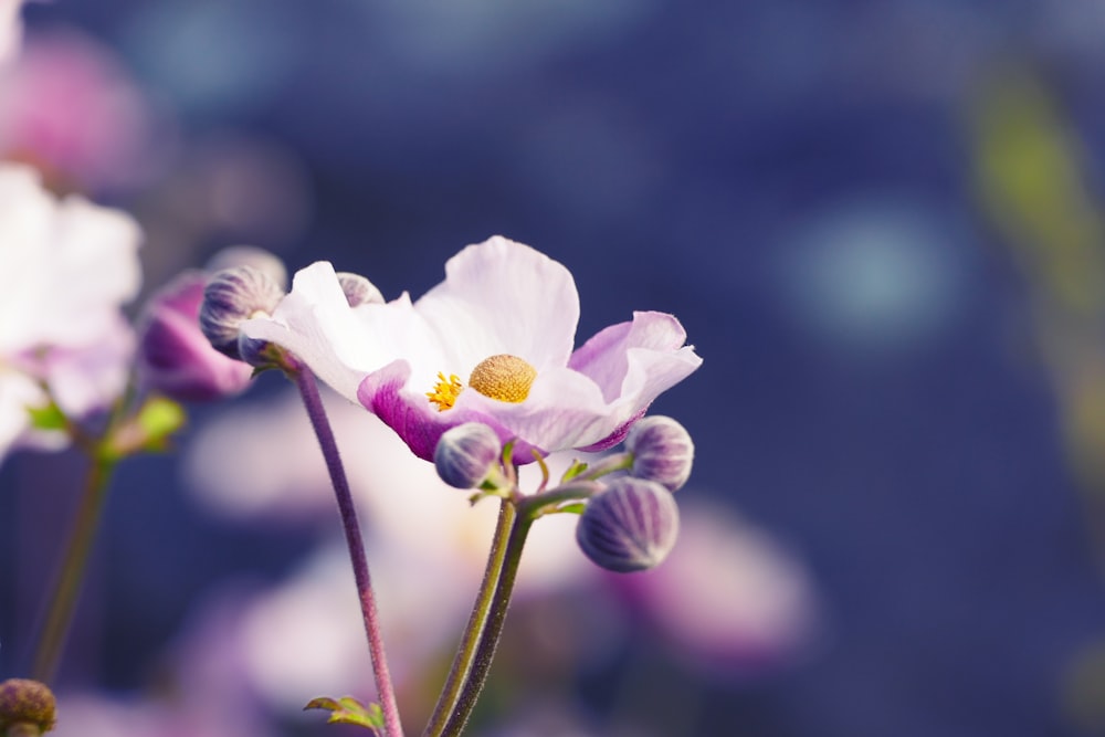 white cherry blossom in bloom during daytime