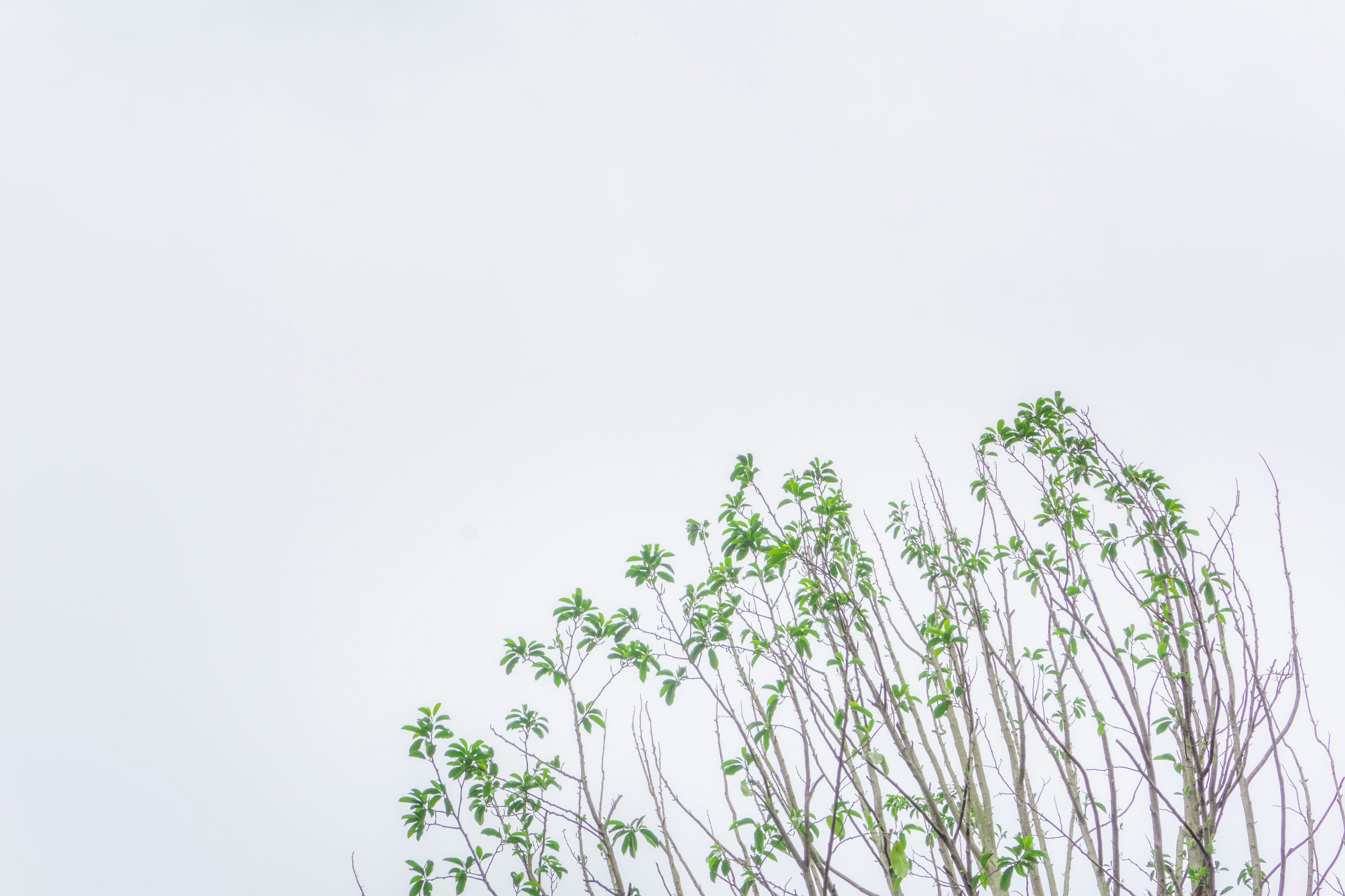 Understanding Iterative Magnitude Pruning: A Comprehensive Guide