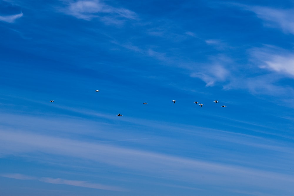 birds flying under blue sky during daytime