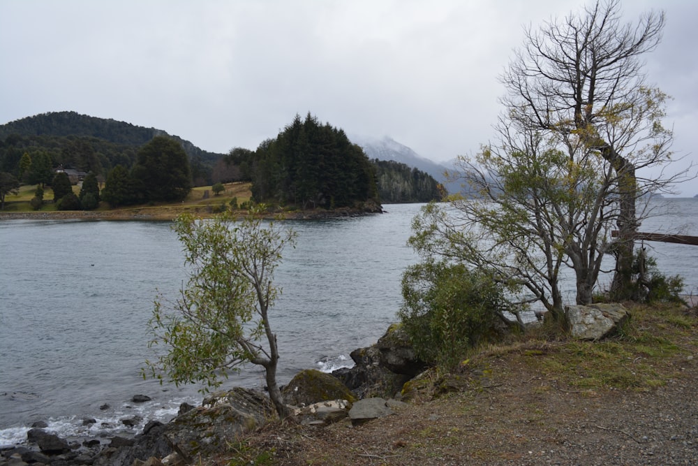 green trees near body of water during daytime