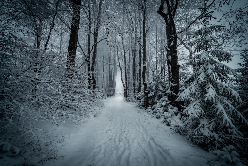 snow covered road between bare trees during daytime