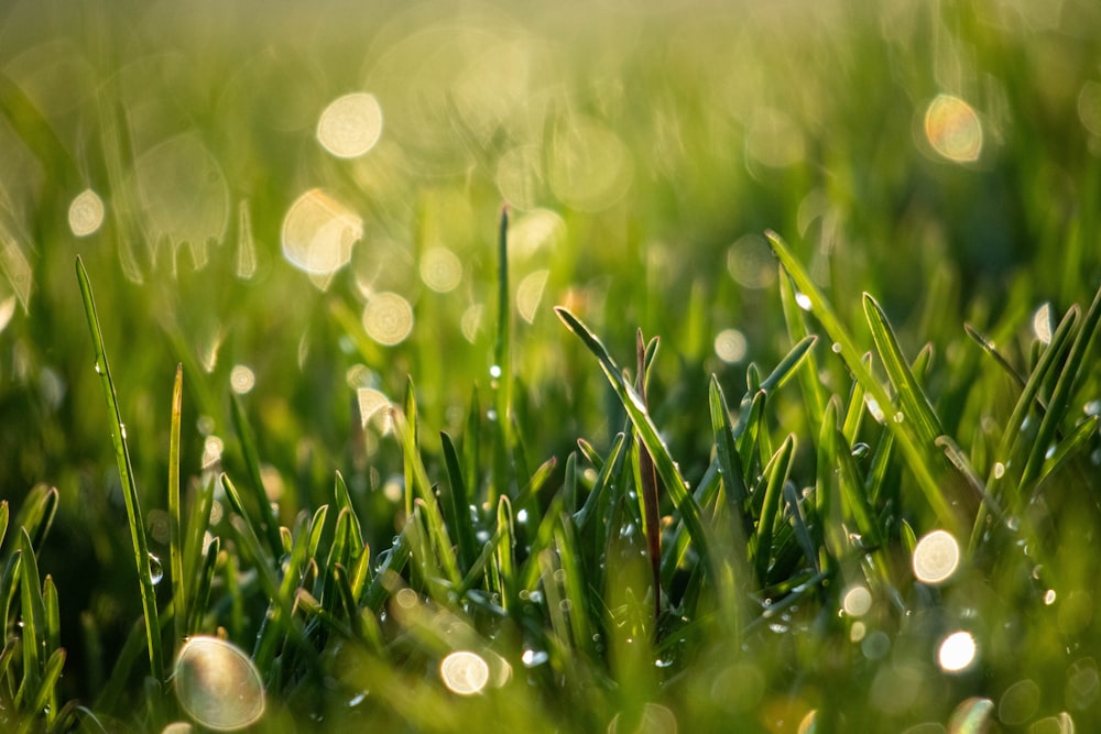 water droplets on green grass