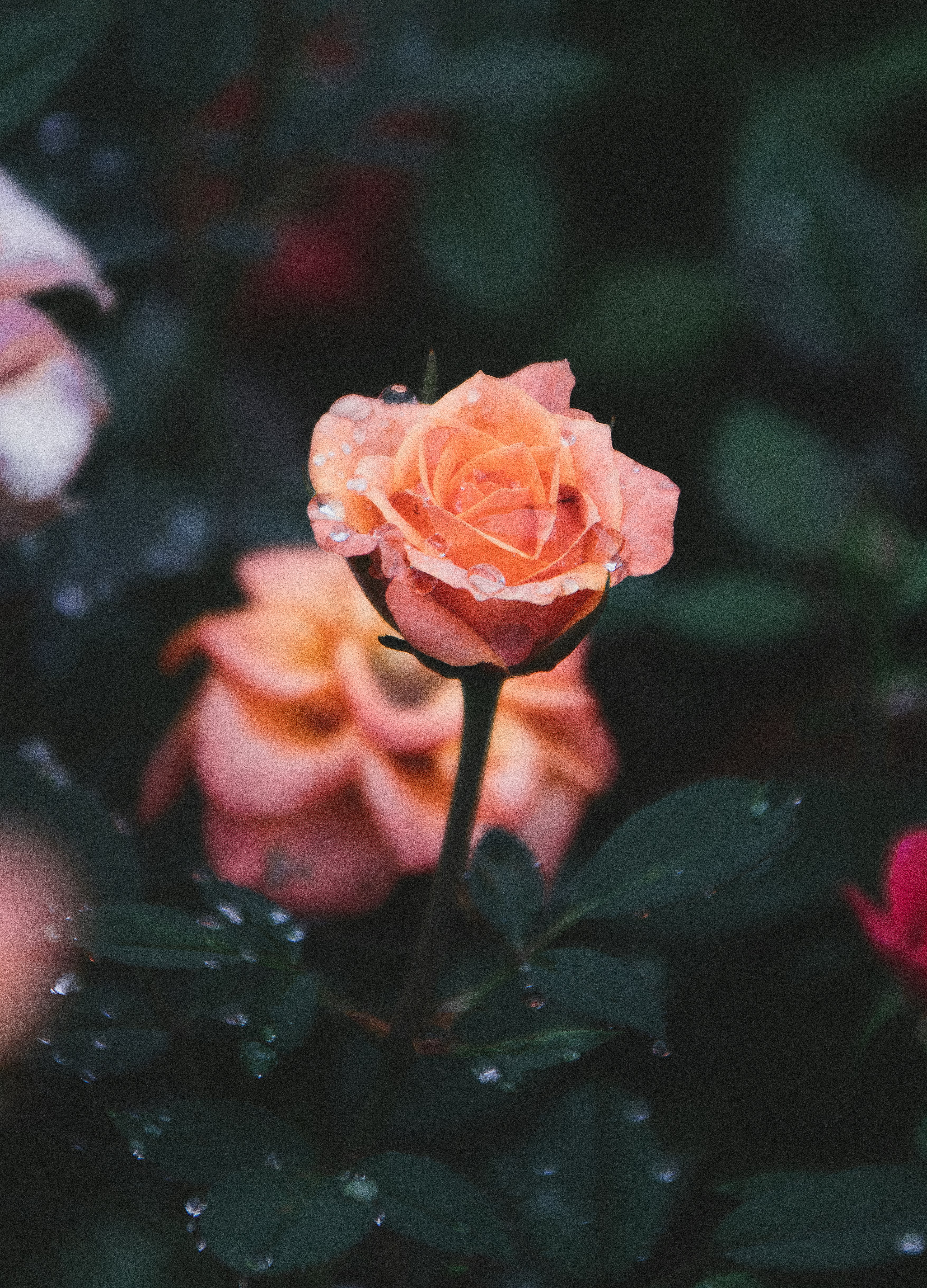 Photo by andreusphoto