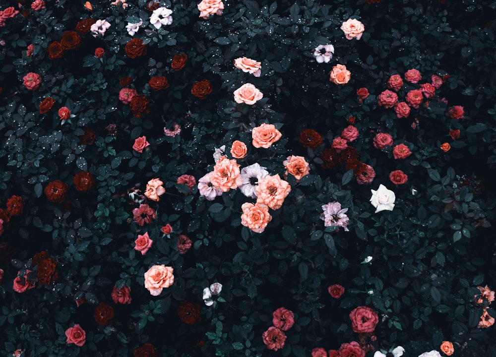 white and red flowers on black background