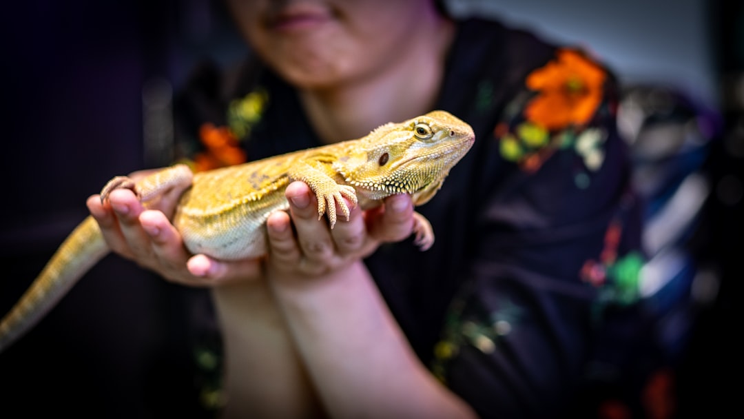 person holding brown and white lizard