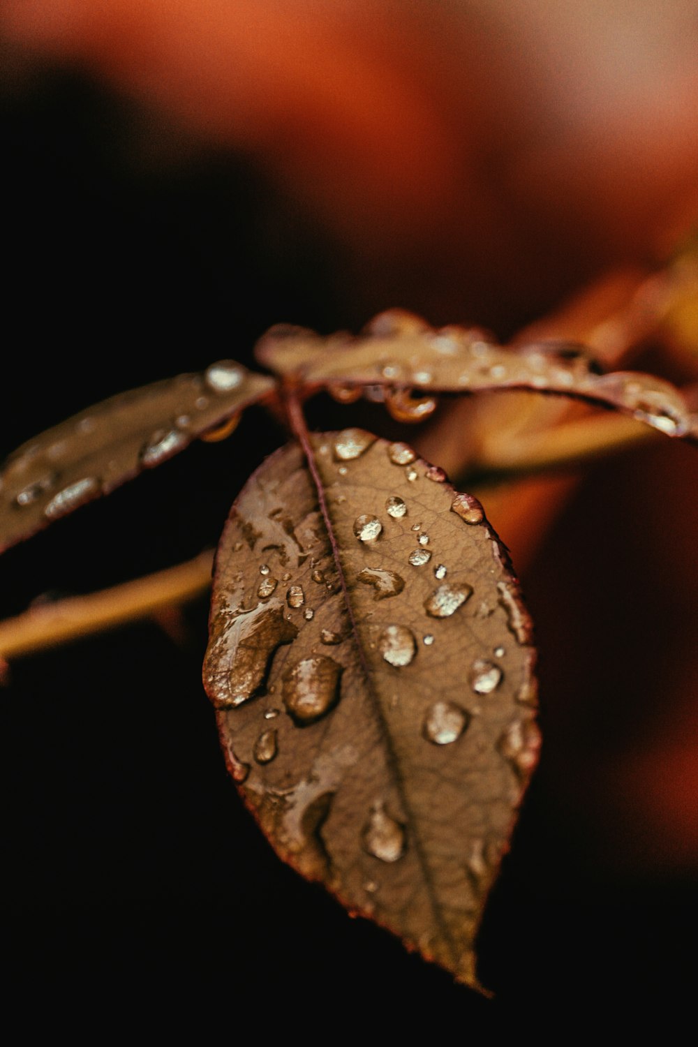 gotículas de água na folha marrom