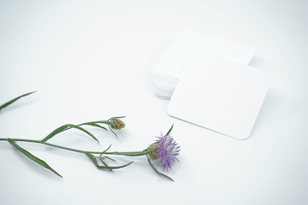 purple flower beside white apple airpods