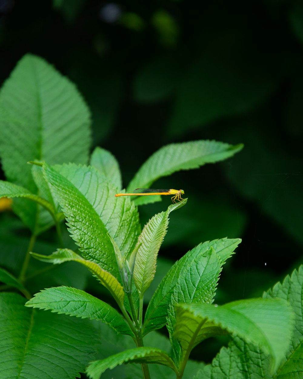 green leaf plant in close up photography