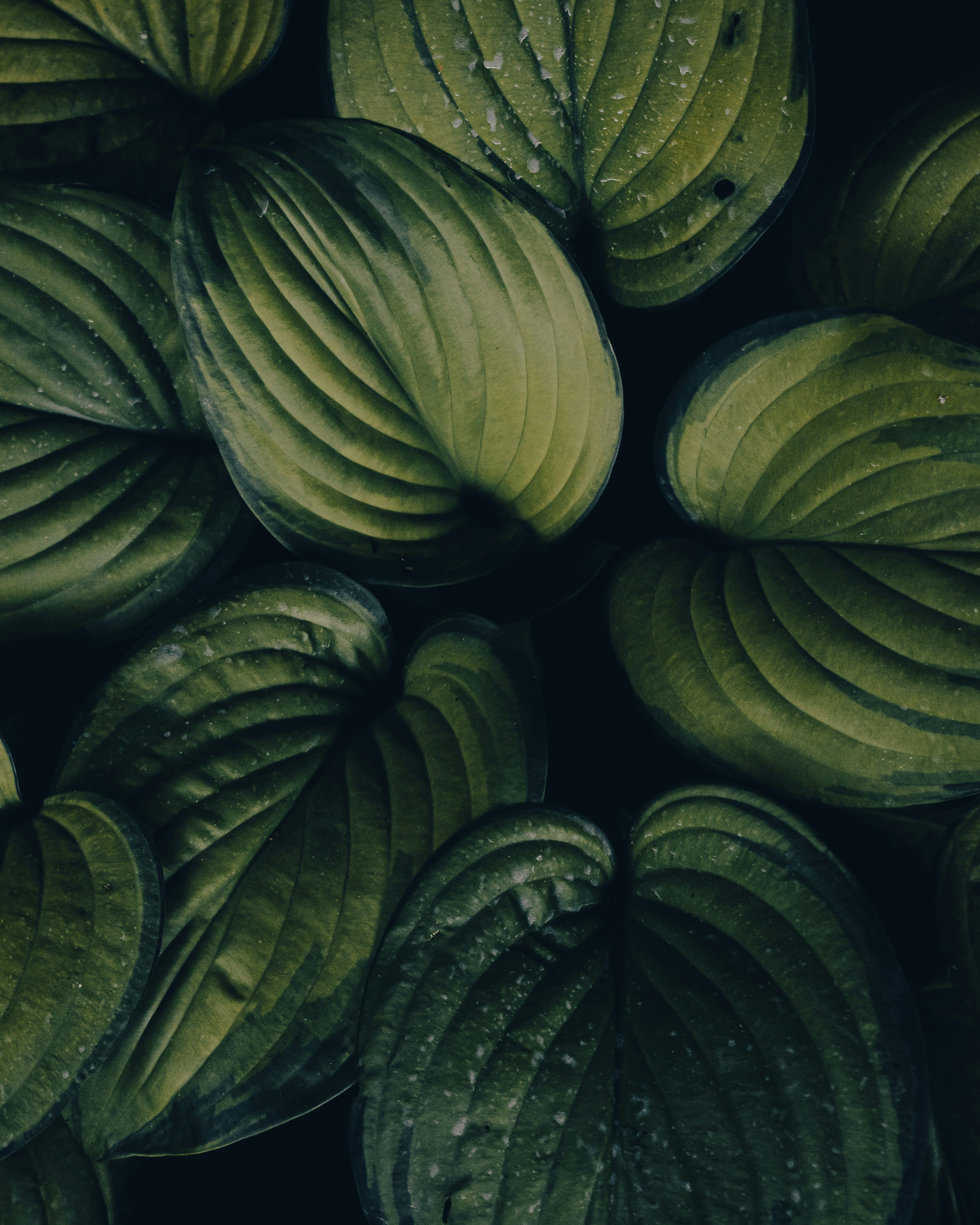 Choose from a curated selection of leaf backgrounds. Always free on Unsplash.