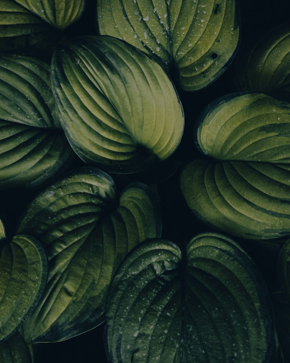 green and yellow plant leaves