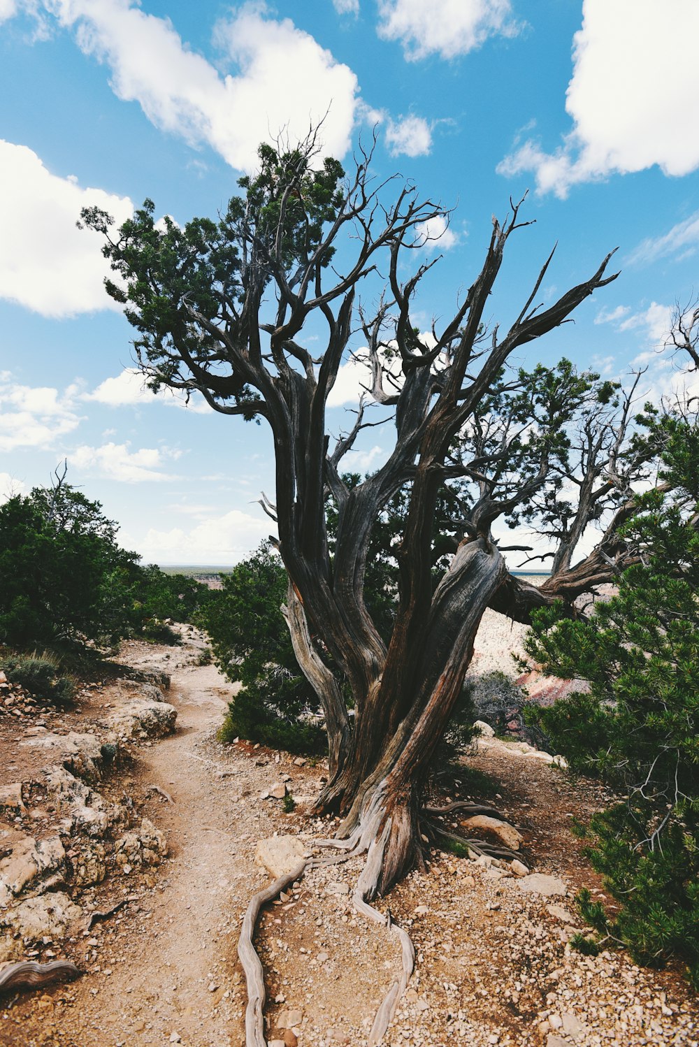 green trees on brown soil during daytime