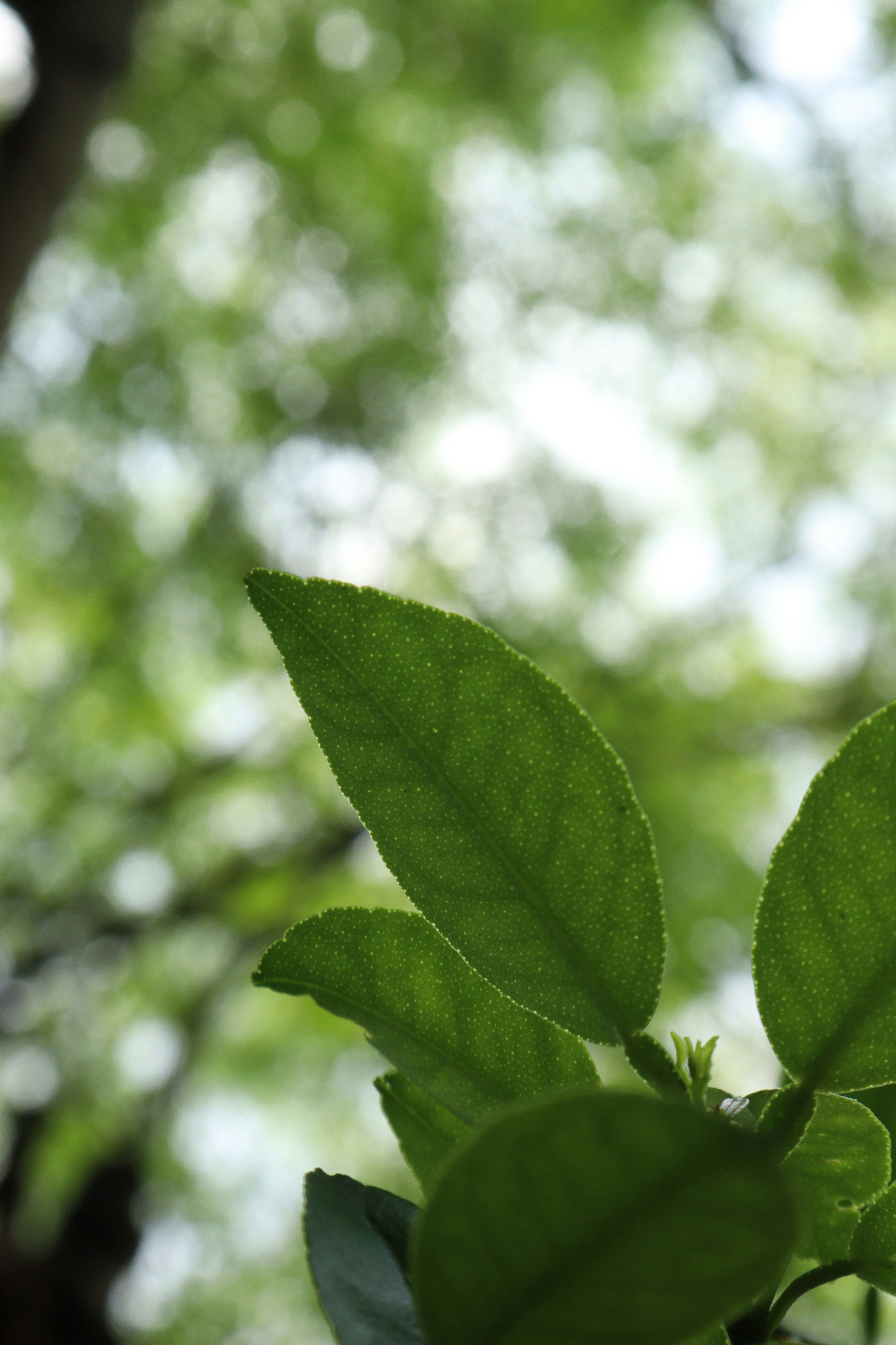 Photo by shintuhembram1