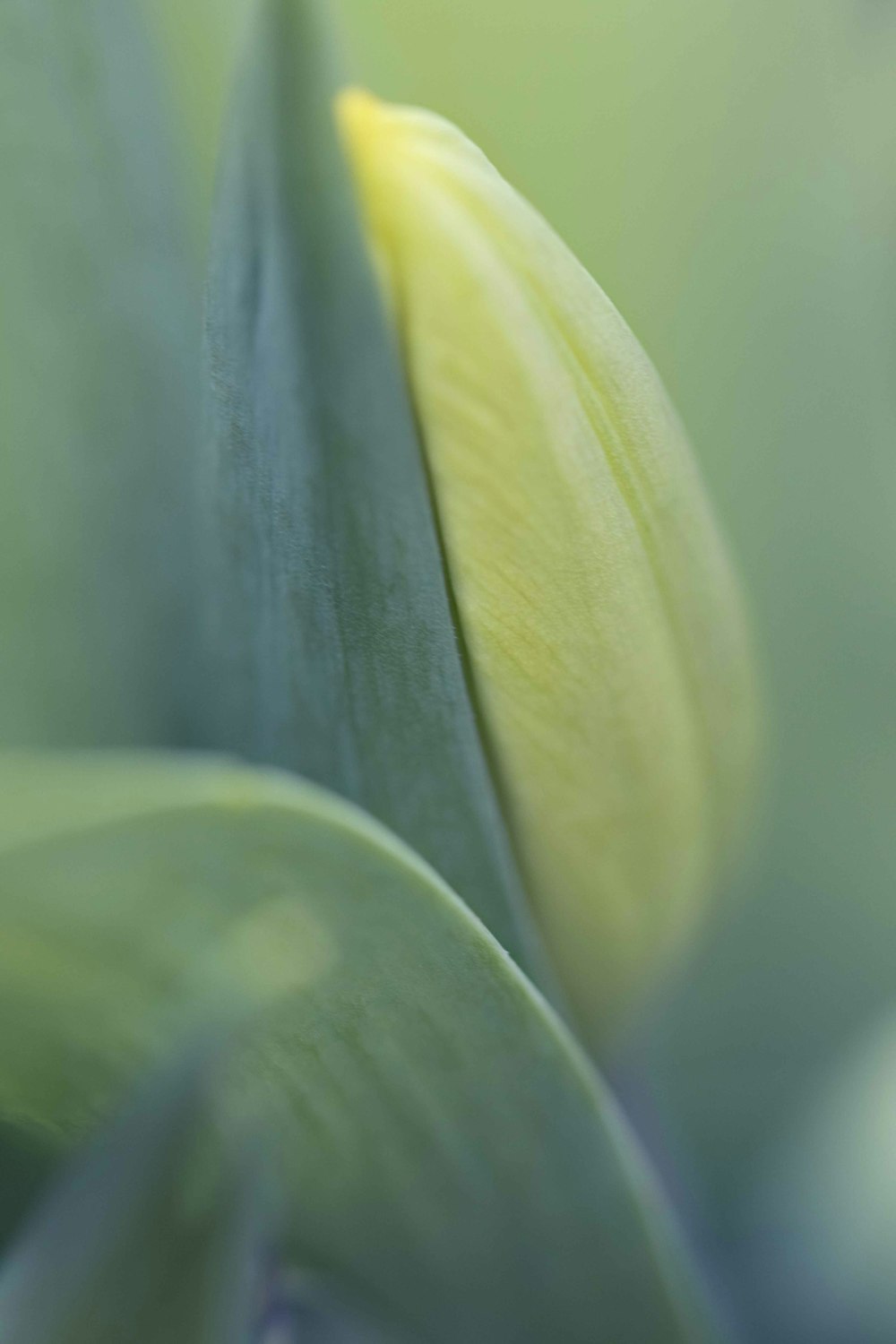 yellow and green flower bud