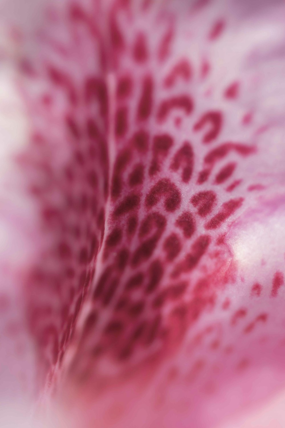 pink and white floral textile