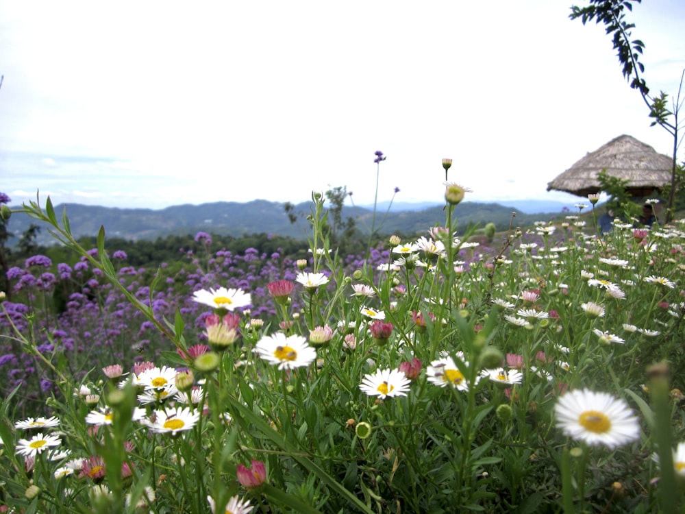 white and yellow flowers on green grass field during daytime