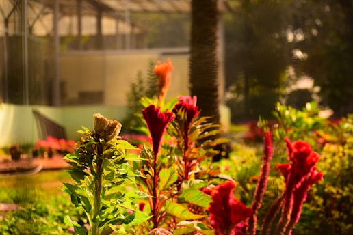 A serene herbal garden with various plants and herbs thriving under sunlight.