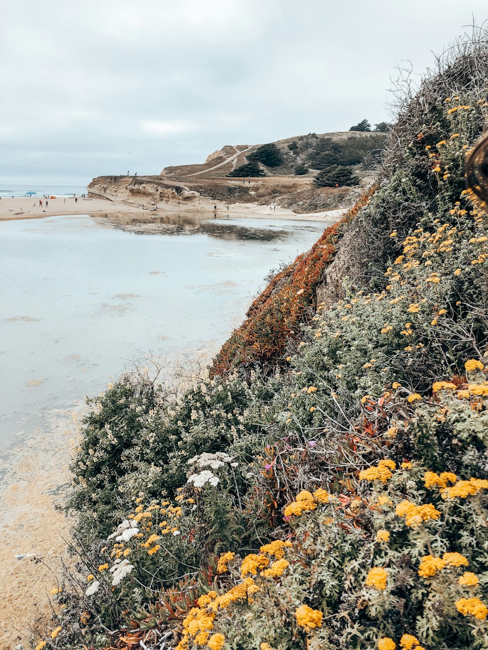 yellow flowers near body of water during daytime