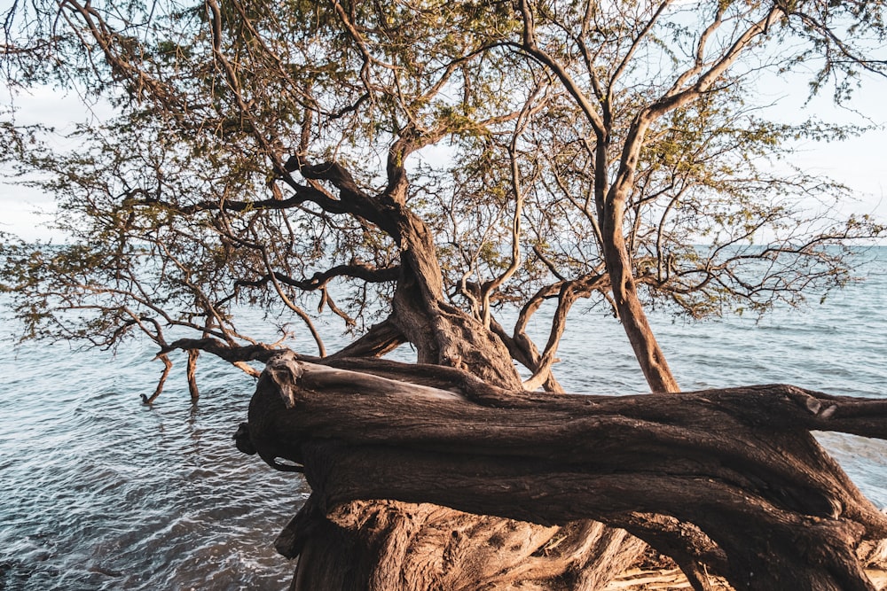 brown tree trunk near body of water during daytime