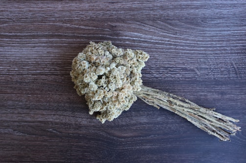 A cluster of lichen, appearing dry and light in tone, is placed on a dark wooden surface. The lichen is attached to twigs or dried stems, forming a distinct, bulbous shape with a textured, grainy appearance.