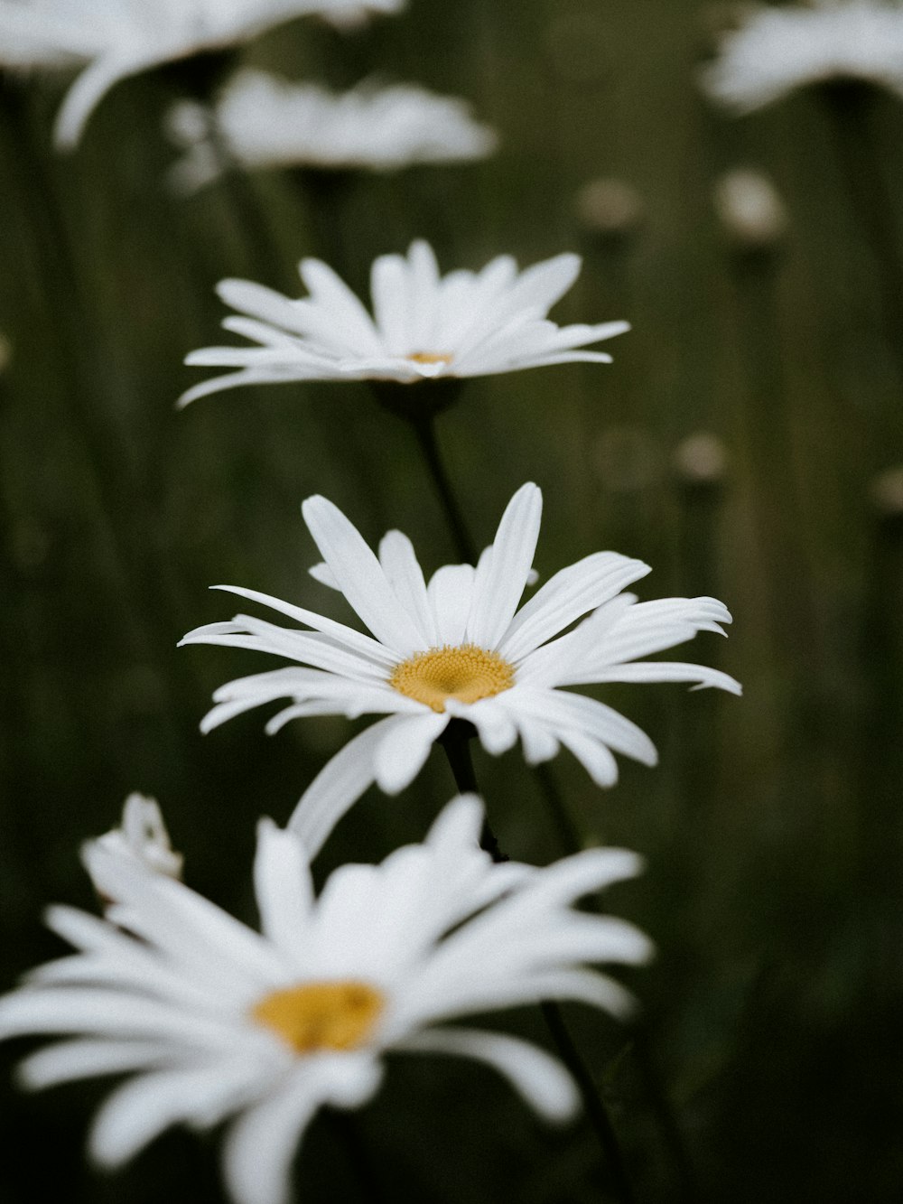 white daisy flowers in tilt shift lens
