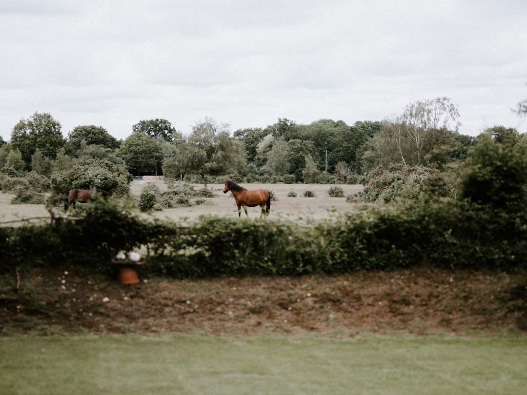 brown cow on green grass field during daytime