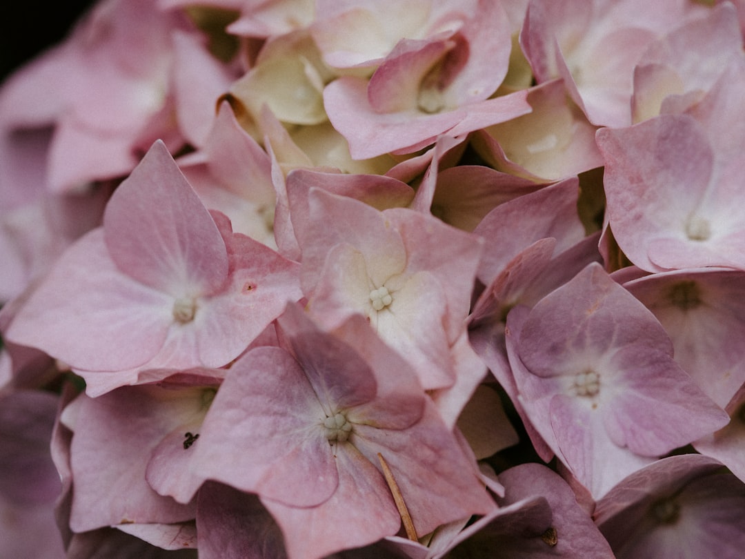 pink flower in macro shot