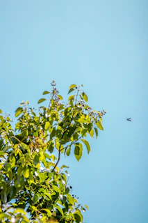 Modern insect traps set up in a lush green field under clear blue skies.