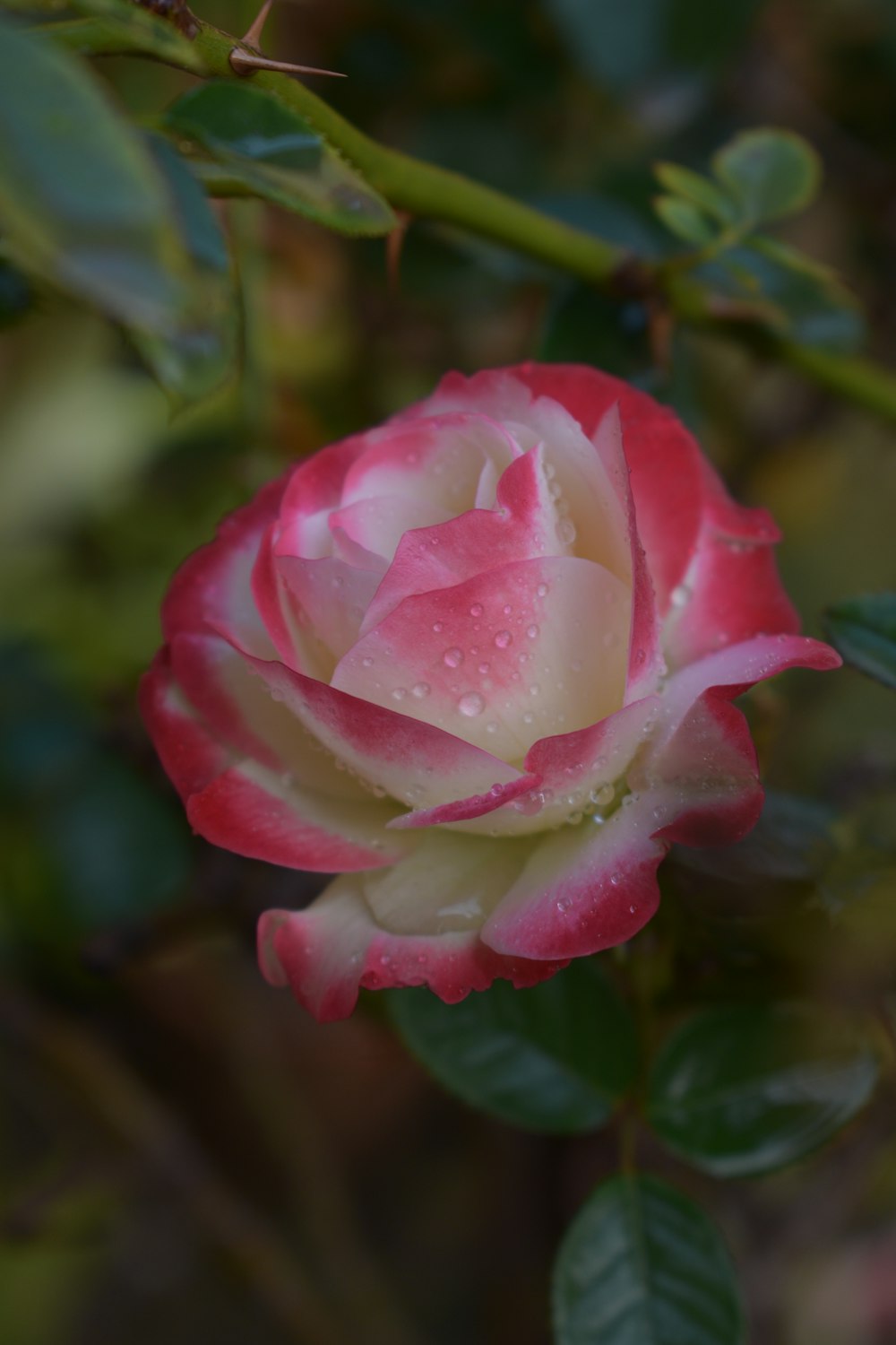Foto rosa rosa en flor durante el día – Imagen Rosa gratis en Unsplash