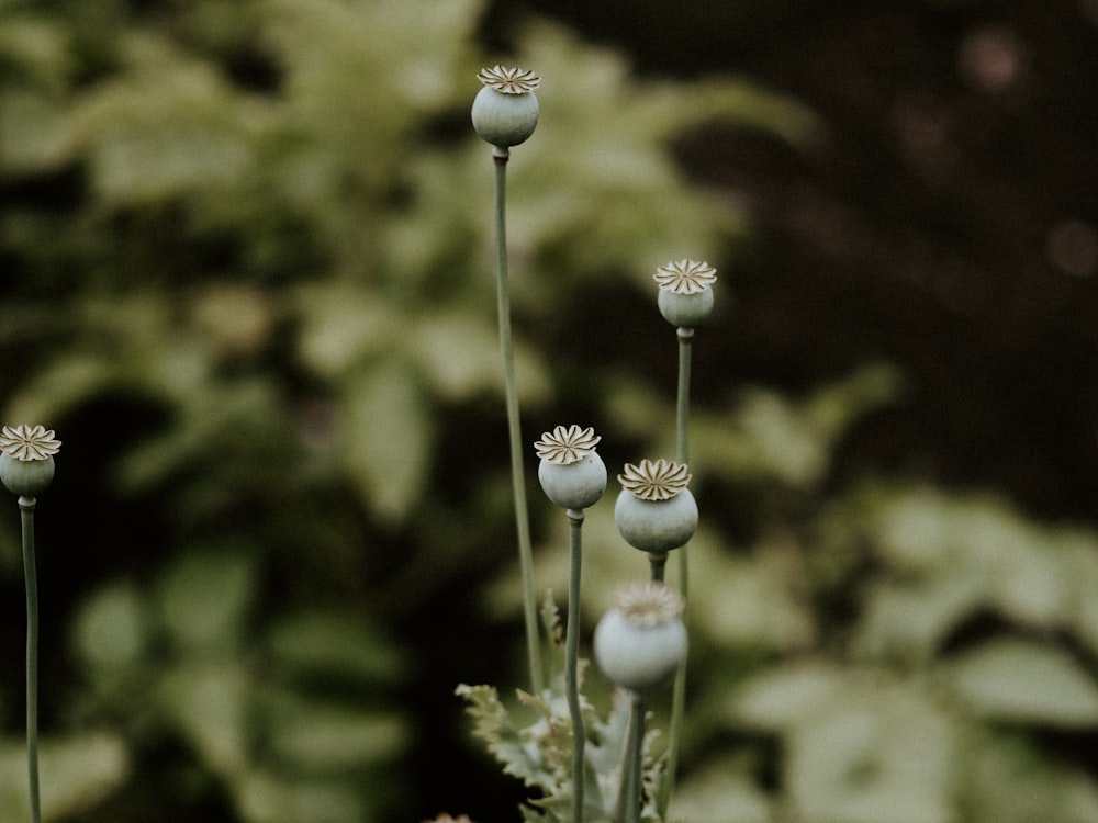 Weiße Blume in Tilt Shift Linse