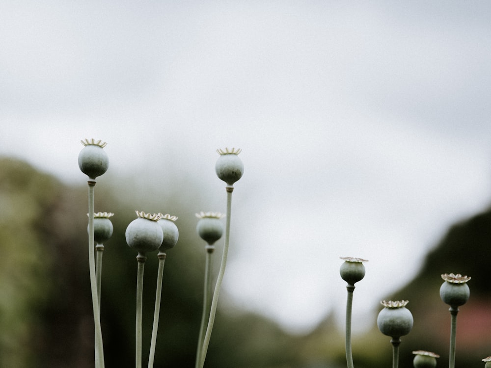 그레이스케일 사진의 흰색 민들레 꽃