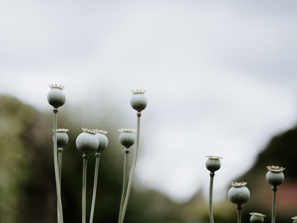 Weiße Löwenzahnblume in Graustufenfotografie