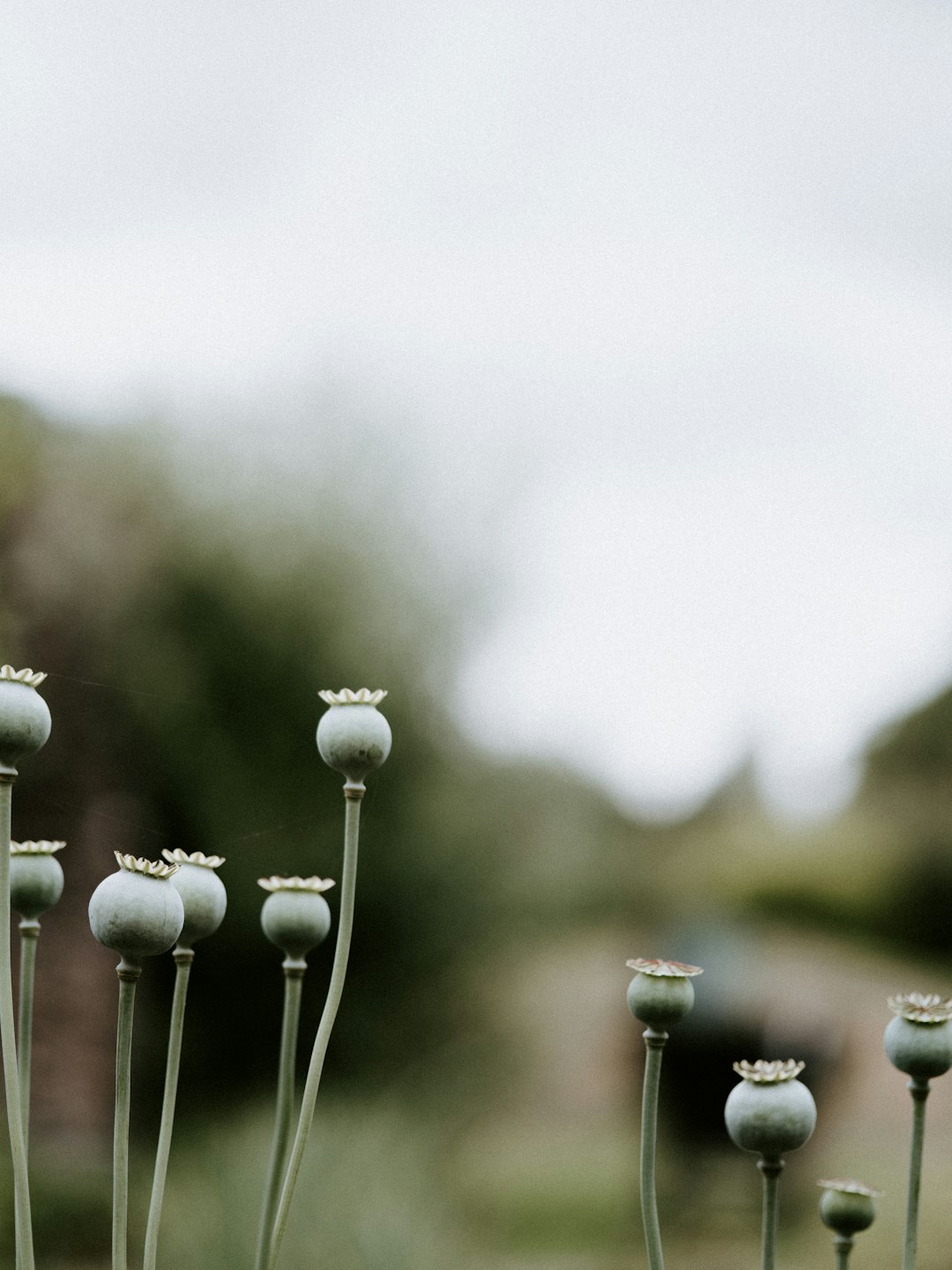 white flower buds in tilt shift lens