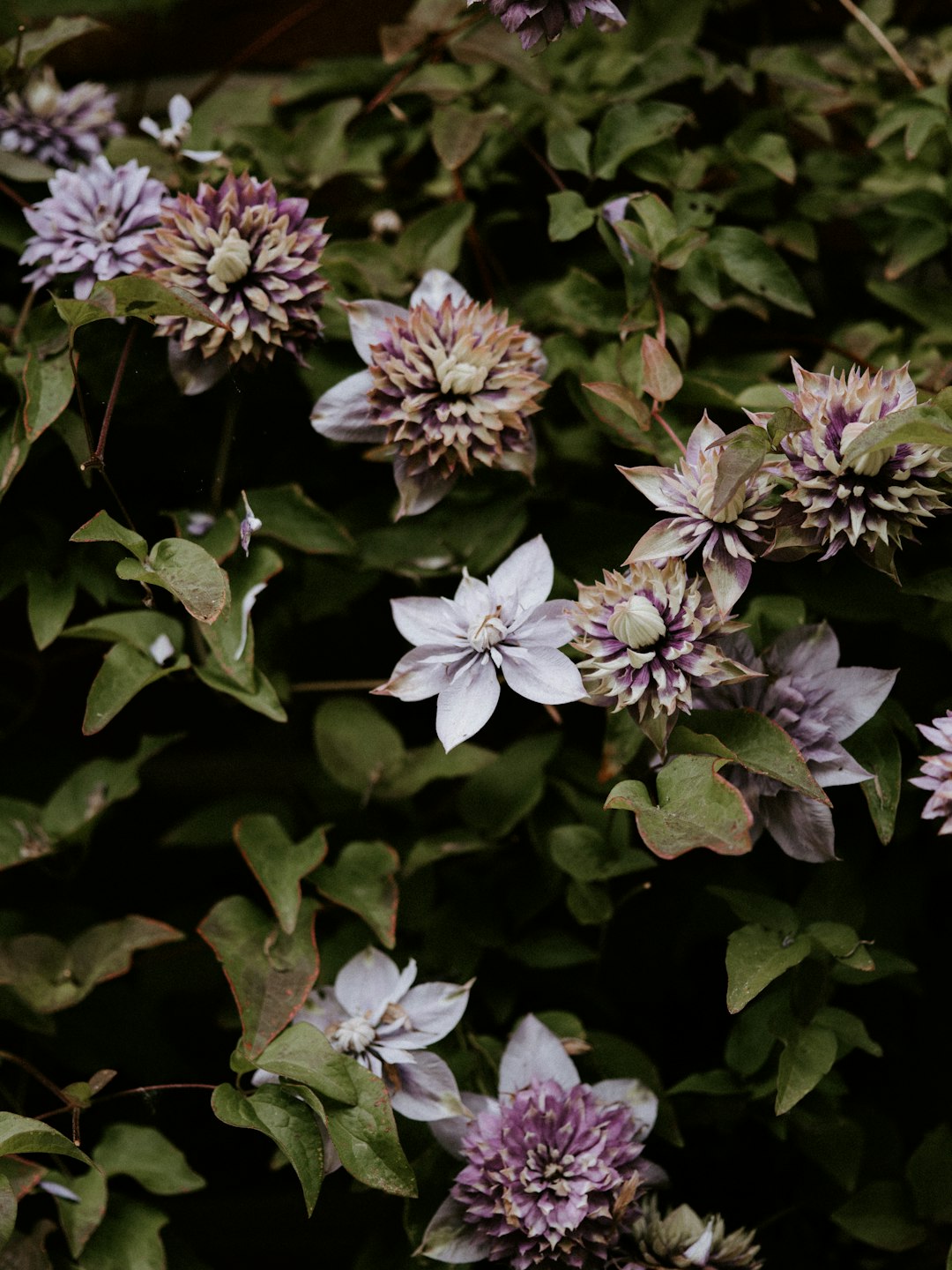 white and purple flowers with green leaves