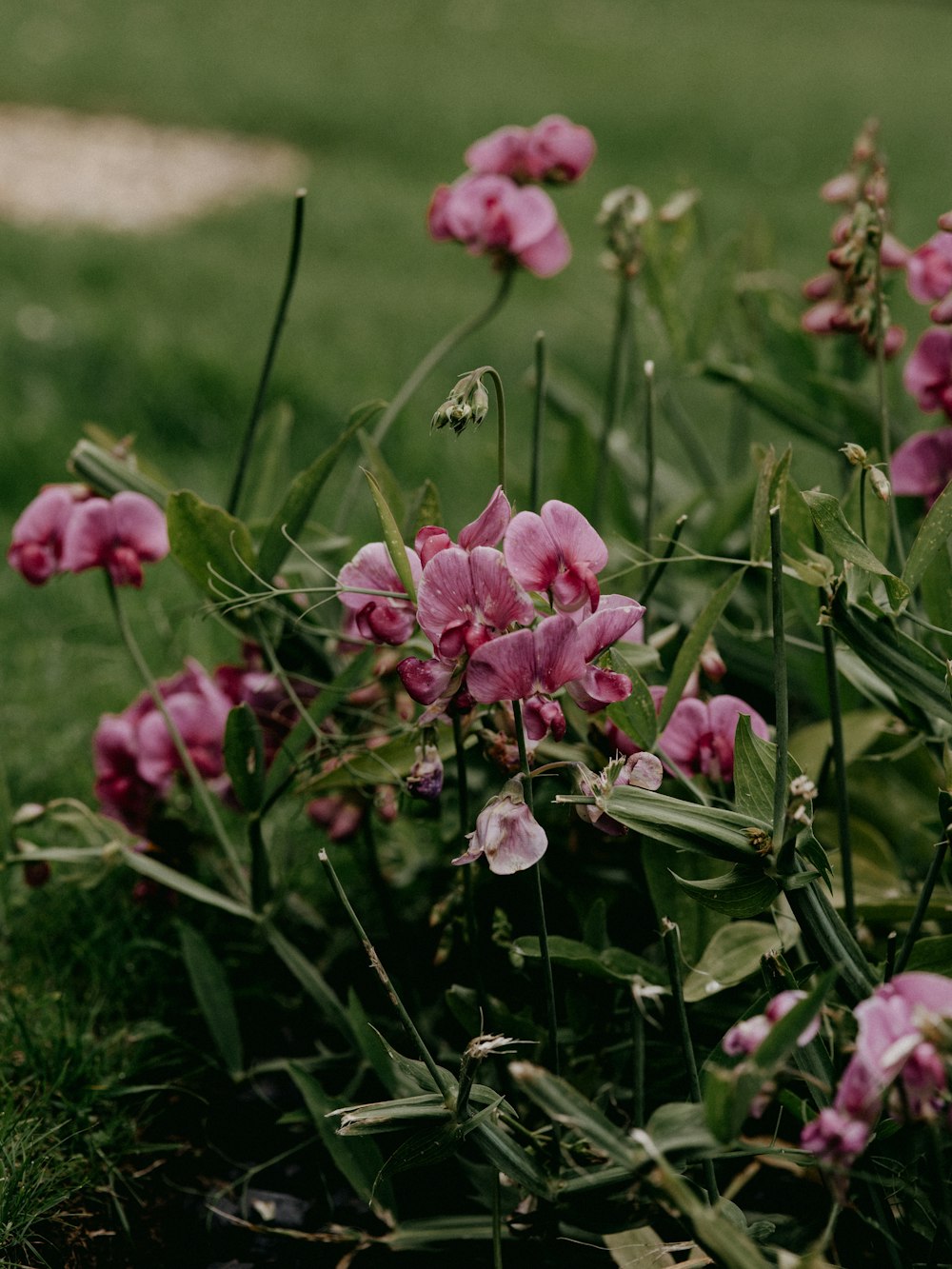 pink flowers in tilt shift lens