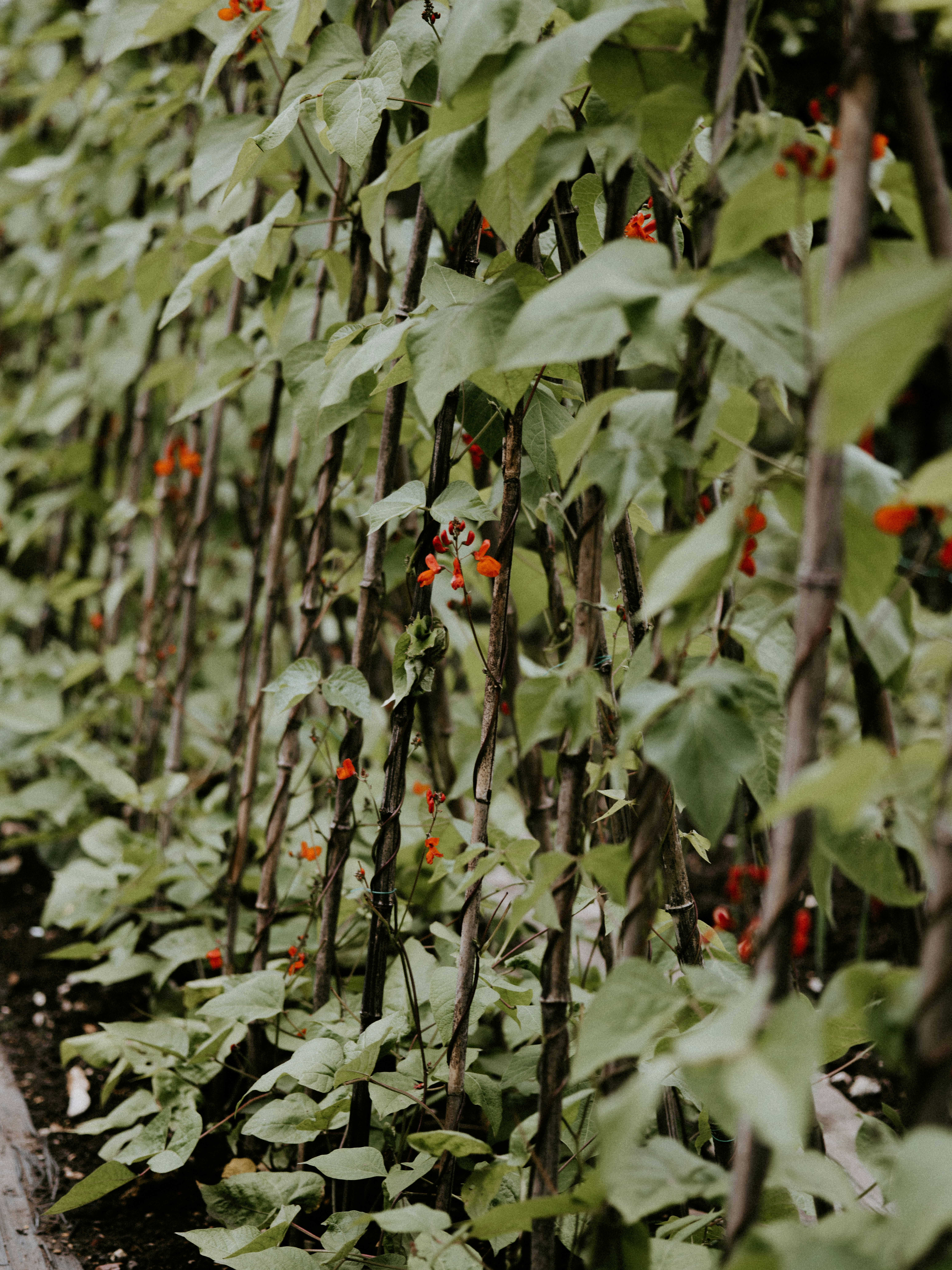 Photo by anniespratt