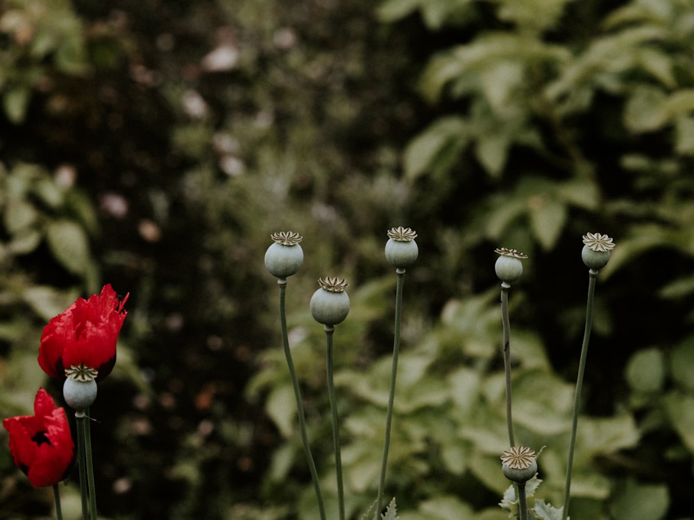 Flor roja en lente de cambio de inclinación