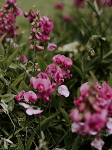 A lush garden scene with vibrant pink flowers juxtaposed against rich green leaves. The focus is on clusters of blossoming flowers, some still in bud form, creating a sense of growth and vitality.