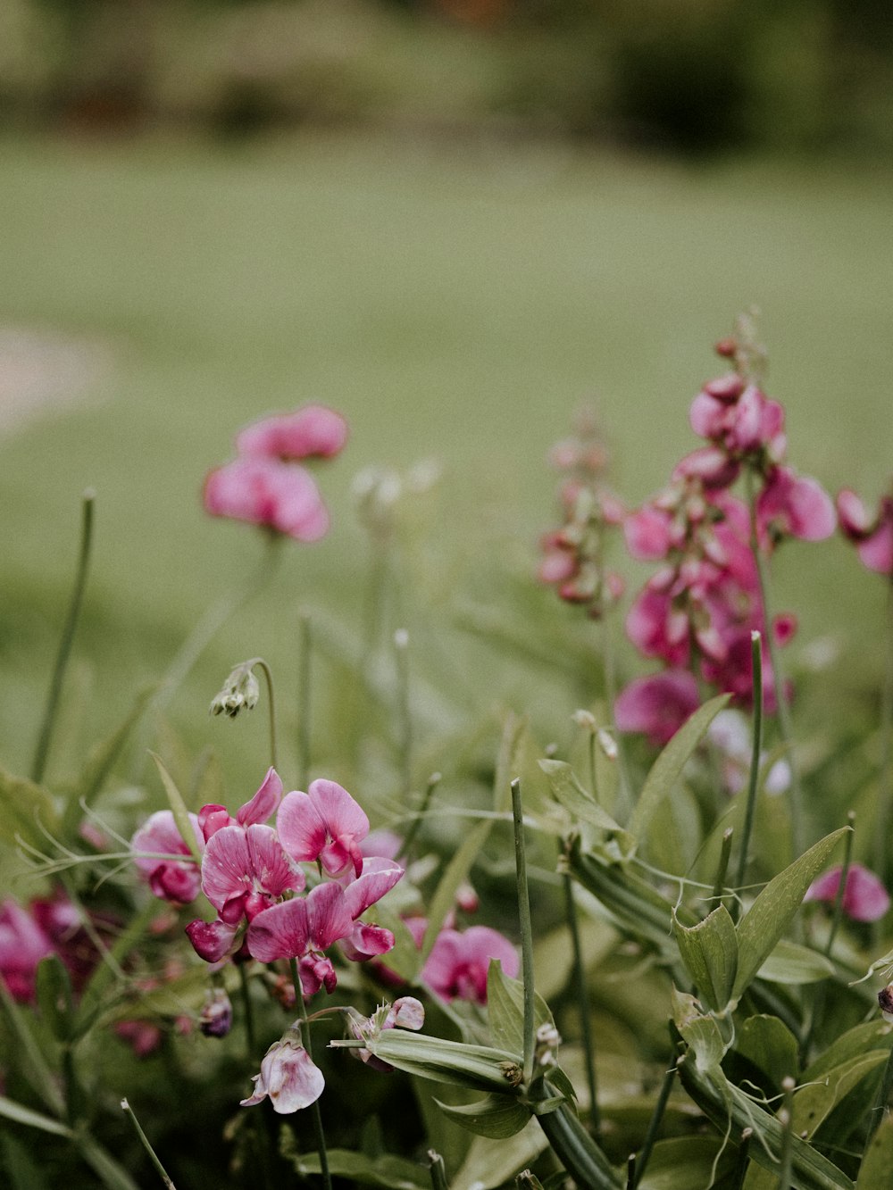 pink flowers in tilt shift lens