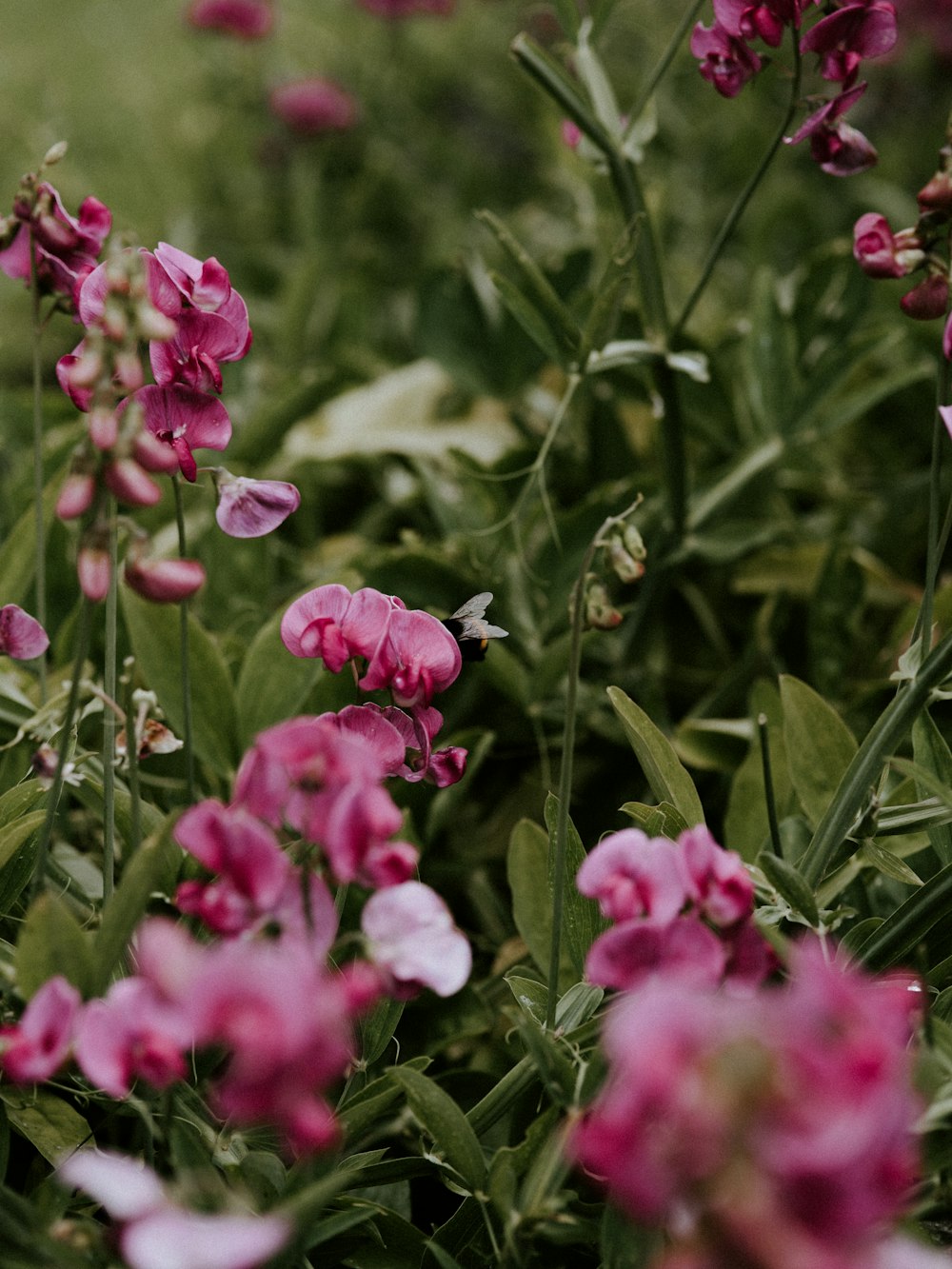 pink flowers in tilt shift lens